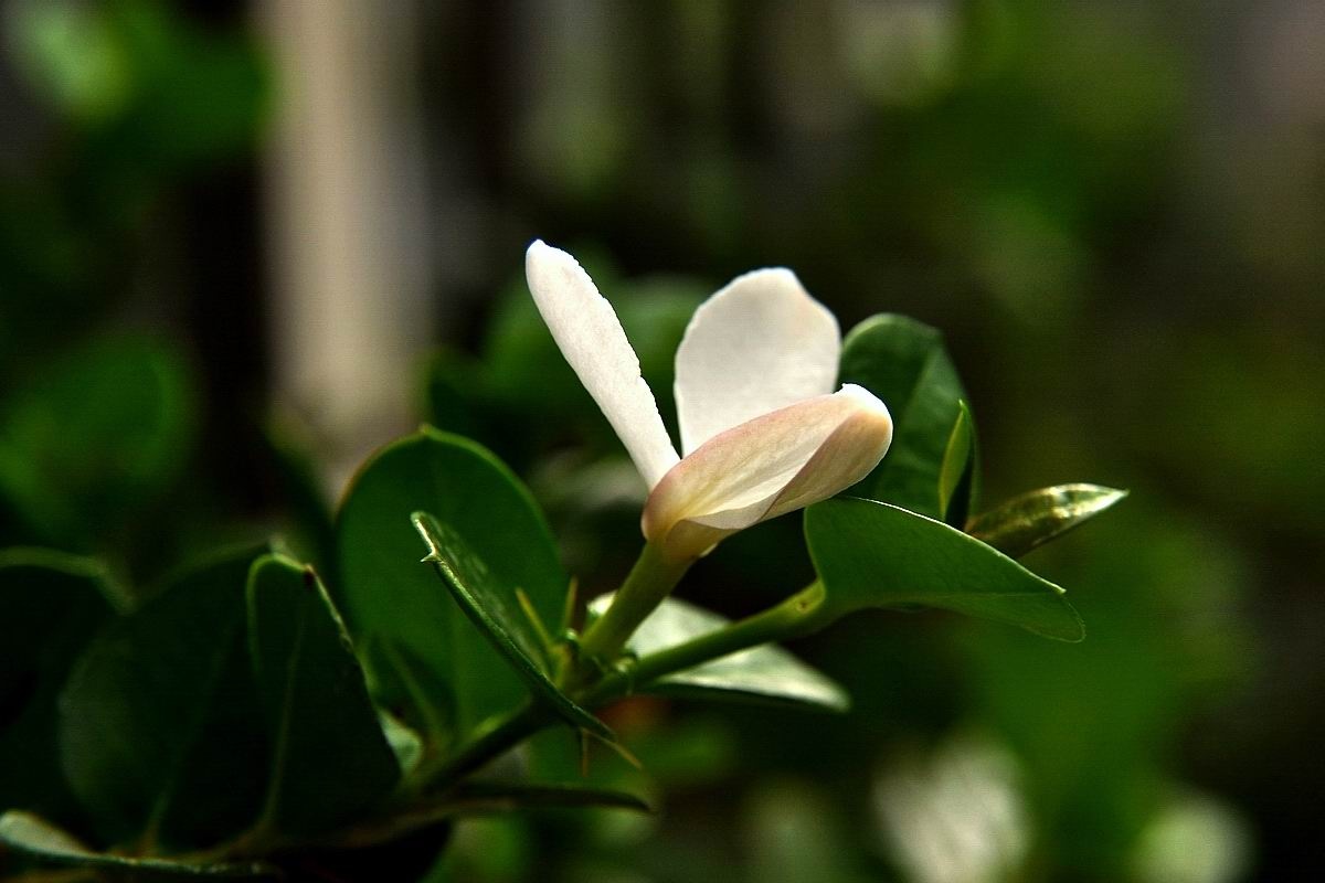 铁茉莉