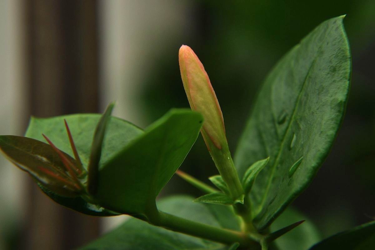 铁茉莉