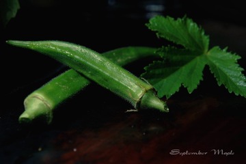 532 DSC08455