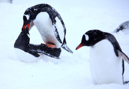 在风雪中的企鹅