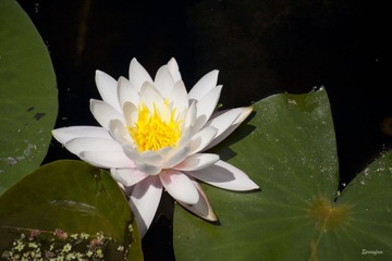 IMG_5165_S.jpg