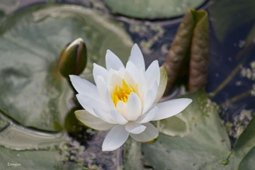 IMG_5027_S.jpg