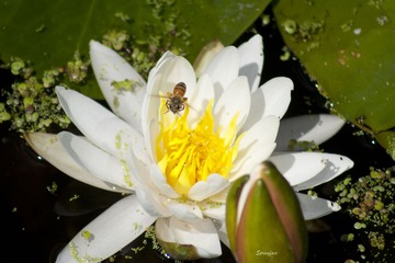 IMG_5015_S.jpg
