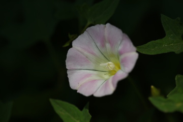 BA5W9295