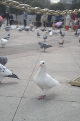27828