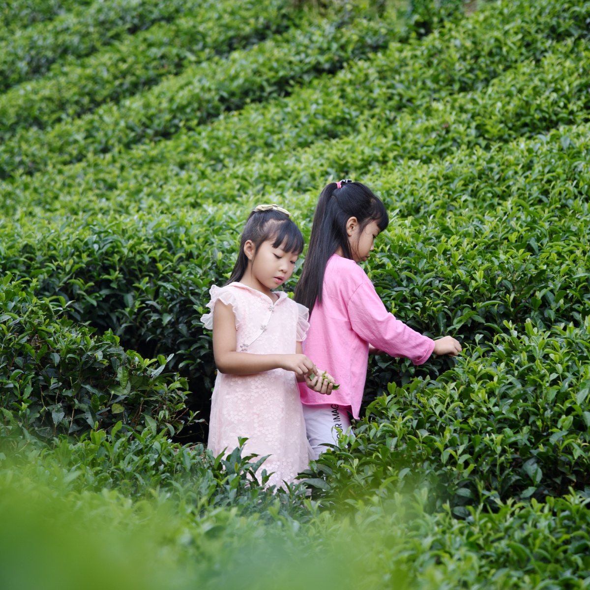 采茶叶的小女孩