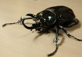 C08A3790副本.jpg