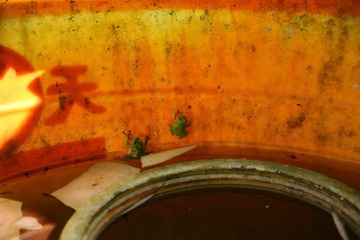C08A4016.JPG