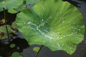 C08A4730.JPG