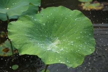 C08A4792.JPG