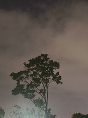 1000039106