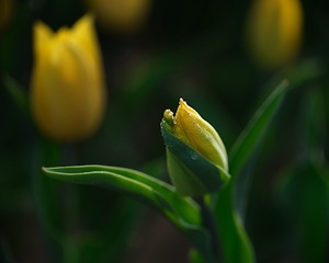 462339