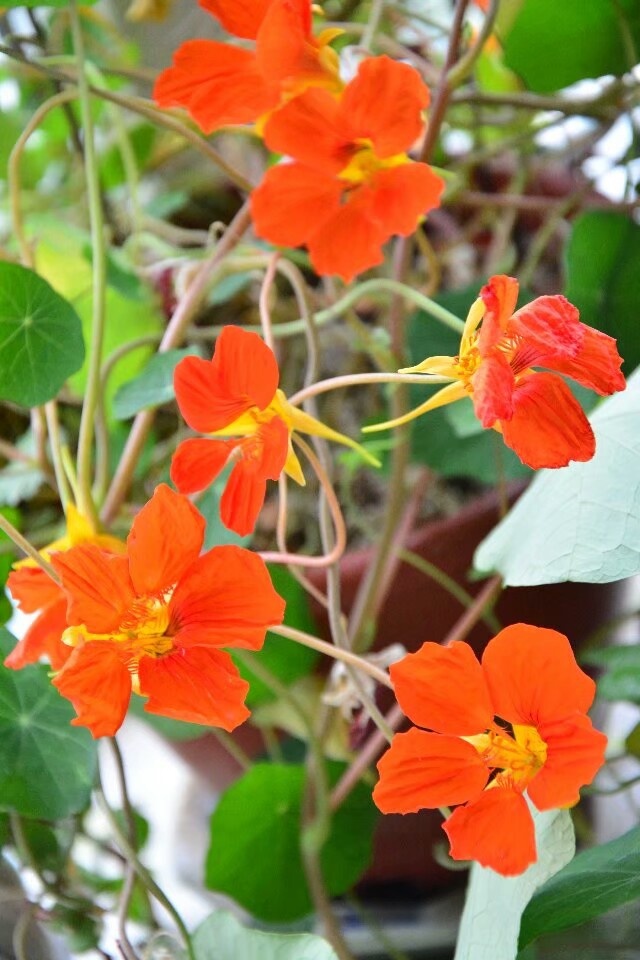 金线莲花静静开