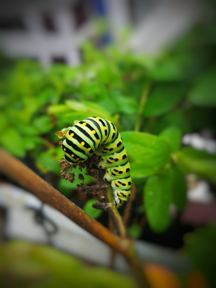 梦到好多黑色毛毛虫,做噩梦或做怪梦?你做了什么梦?