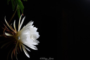 D9051361-2A1C-40A6-A008-886A96E25E95/L0/001