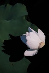 1C2ACBA8-4B6E-45D0-A746-DC121BDE7401/L0/001