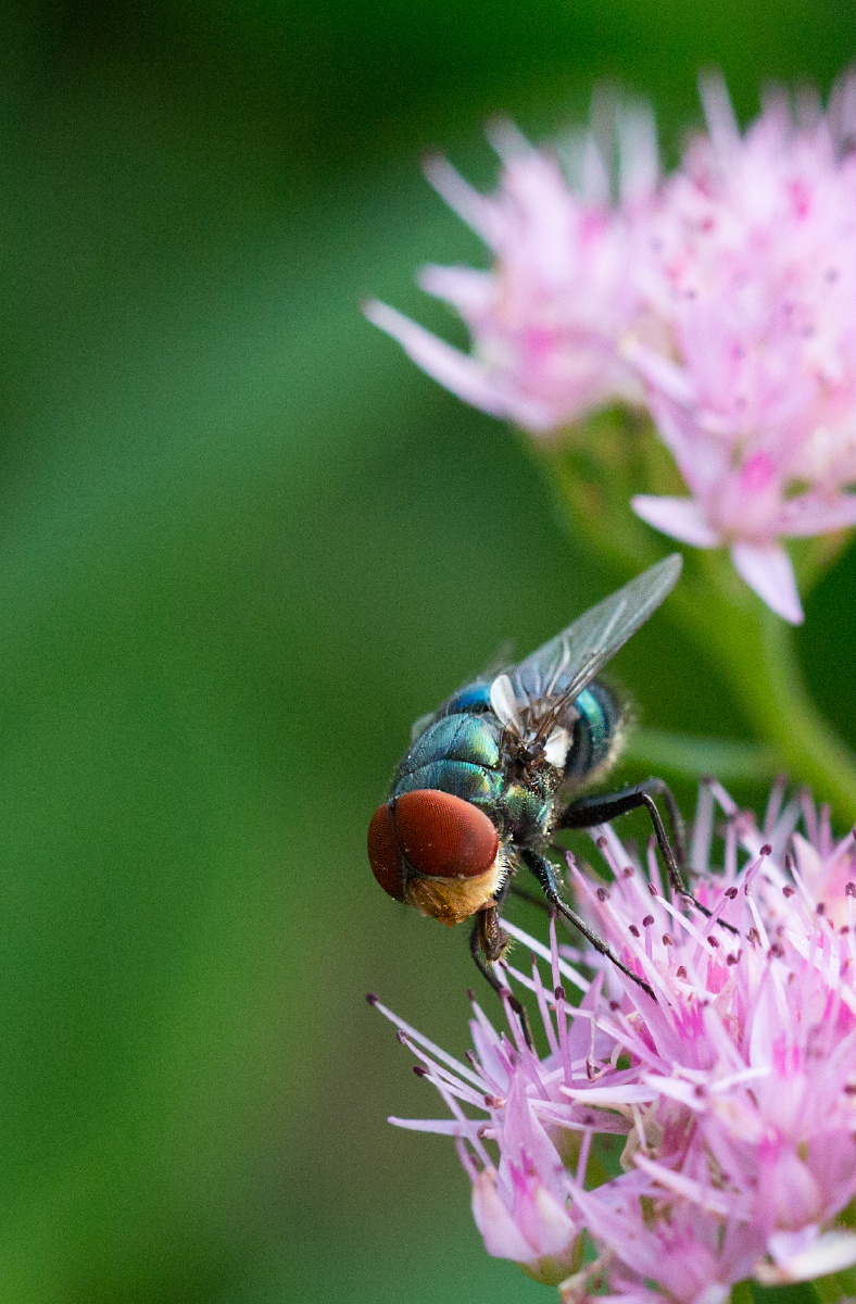 微距镜头下的苍蝇也很漂亮 - 片刻的无题 - 图虫