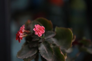 004.JPG