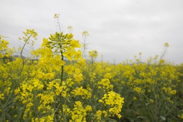 2013-02-09 除夕 046.jpg