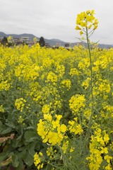 2013-02-09 除夕 050.jpg