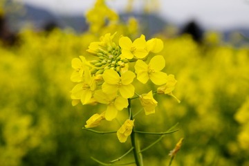 2013-02-09 除夕 054.jpg
