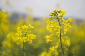 2013-02-09 除夕 057.jpg