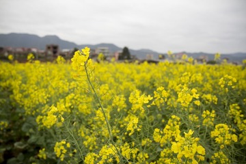 2013-02-09 除夕 060.jpg