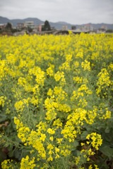 2013-02-09 除夕 064.jpg