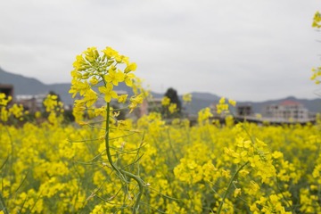 2013-02-09 除夕 086.jpg