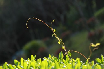 梅海岭 163
