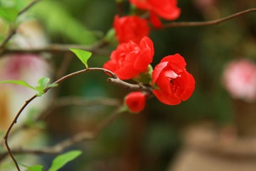 花卉 008