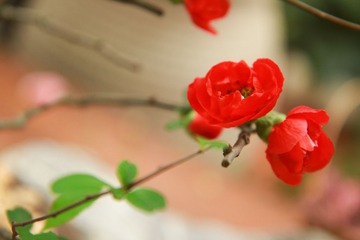 花卉 007