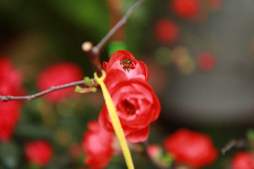 花卉 025