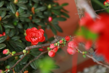 花卉 029
