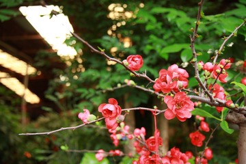 花卉 031