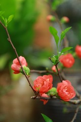 花卉 034