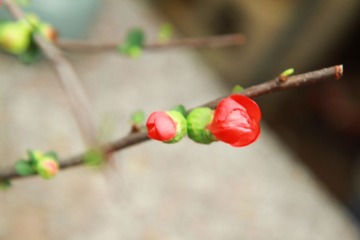 花卉 076