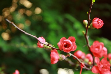 花卉 030
