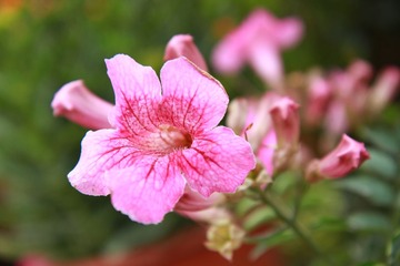 花卉 019