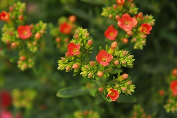 花卉 022