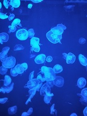 1154
