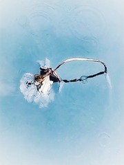 1000026394