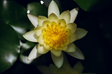 1000127021
