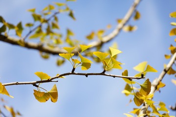 733814