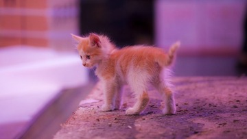 AE_IMG_2379