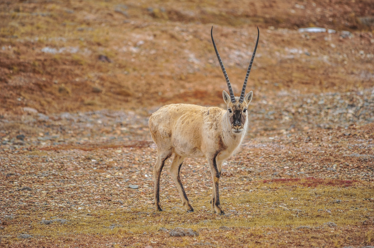 可可西里的藏羚羊