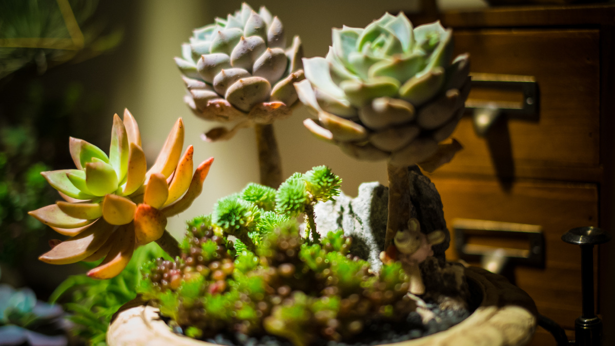 大,装一份爱足矣 - 花卉, 小品 - 拍照片的刘洋 - 