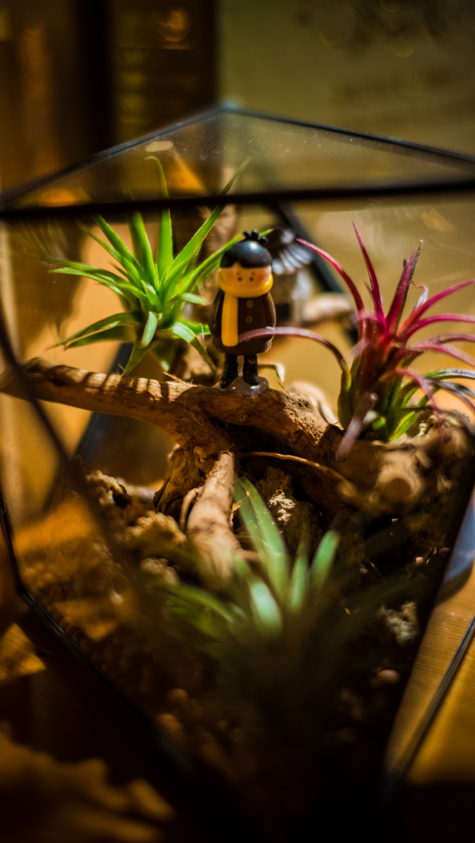 大,装一份爱足矣 - 花卉, 小品 - 拍照片的刘洋 - 