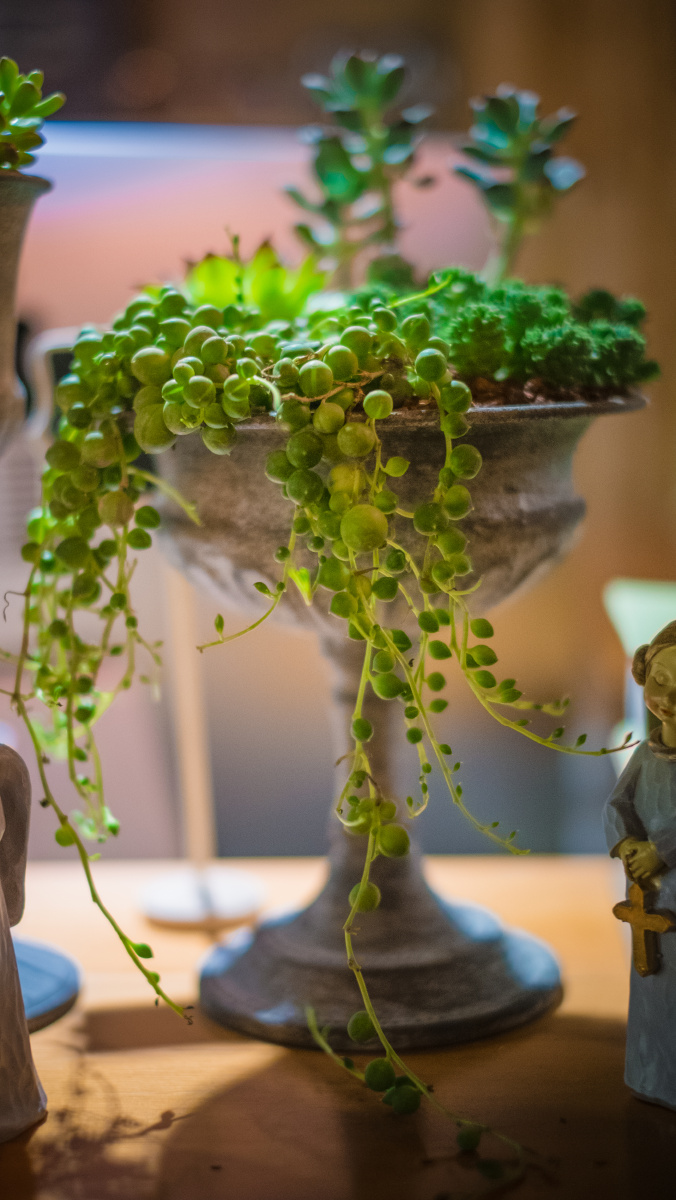 大,装一份爱足矣 - 花卉, 小品 - 拍照片的刘洋 - 