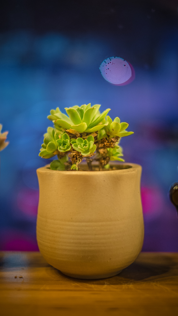 大,装一份爱足矣 - 花卉, 小品 - 拍照片的刘洋 - 